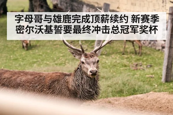 字母哥与雄鹿完成顶薪续约 新赛季密尔沃基誓要最终冲击总冠军奖杯